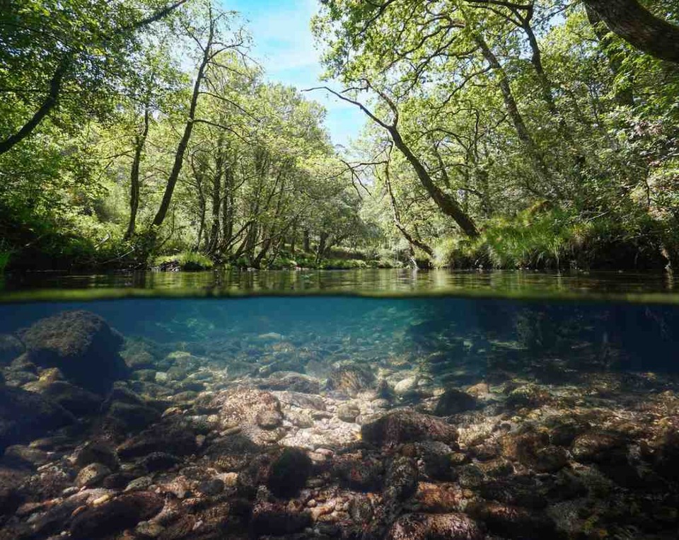 TaxaScreen® Crayfish Conservation Panel